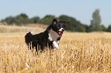 BORDER COLLIE 128